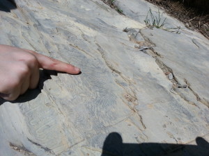 Ricerca di fossili al Righi