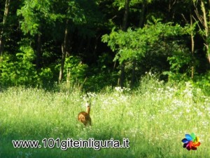 Laghi della Lavagnina