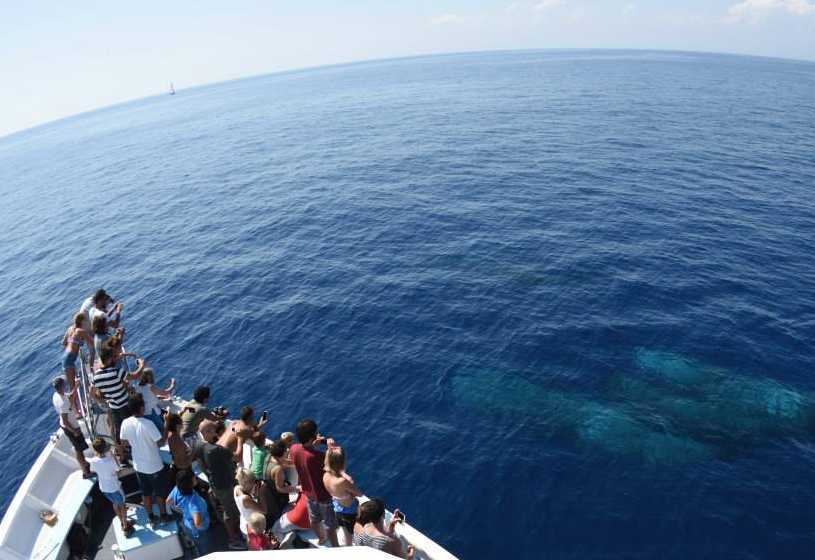 Whalewatching da Genova