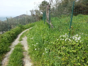 Passeggiata da Bonassola a Levanto