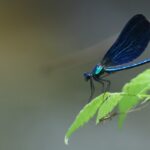 CASCATA_LIBELLULE_5977