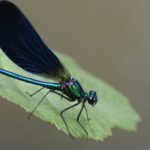 CASCATA_LIBELLULE_5997