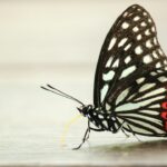 Animali fantastici e come vederli: laboratorio per bambini al Festival della Scienza Immagine illustrativa, non fotografia dell'evento